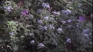 Мерилин Чамберс-този старец и жена ХХХ видео и момче Селма секс видео
